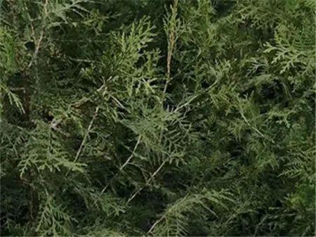 大農(nóng)圈 農(nóng)業(yè)供求信息 第二百一十六期