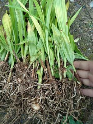 [白芨種苗批發(fā)]陜西商洛山陽(yáng)縣白芨種苗 0.06元/棵純紫花白芨 _ 一畝田