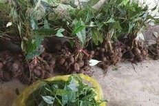 陜西金果欖種苗基地批發