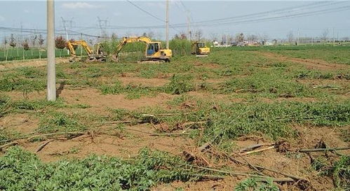 借公章 陜西 7萬株樹苗 被強毀,當地 10年僅給2200元承包費