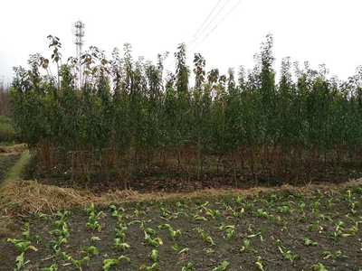 四川成都蜂糖李子苗種植技術,四川成都蜂糖李子苗那里好