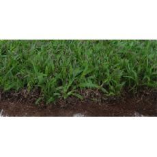 【白芨種植|白芨種子種苗|陜西新豐源種植場(chǎng)】|東商網(wǎng)