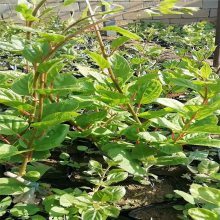 【青藤農(nóng)業(yè) 獼猴桃種苗果大味甜 陜西獼猴桃苗 常年供應(yīng)圖片】青藤農(nóng)業(yè) 獼猴桃種苗果大味甜 陜西獼猴桃苗 常年供應(yīng)