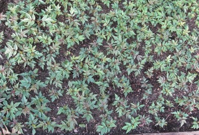 陜西苗木基地-陜西香椿樹(shù)苗供應(yīng)|出售香椿樹(shù)苗|香椿樹(shù)苗價(jià)格 -陜西厚樸苗價(jià)格|陜西櫻桃苗價(jià)格|陜西獼猴桃苗 產(chǎn)品展示(陜西苗木基地、陜西種苗供應(yīng)商、陜西苗木批發(fā))-金泉網(wǎng)