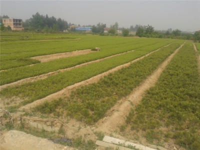 陜西白皮松-陜西白皮松批發(fā)-陜西厚樸苗價(jià)格|陜西櫻桃苗價(jià)格|陜西獼猴桃苗 產(chǎn)品展示(陜西苗木基地_陜西種苗供應(yīng)商_陜西苗木批發(fā))-金泉網(wǎng)