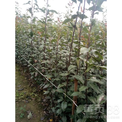 【玉露香梨樹(shù)苗什么價(jià)注意事項(xiàng)1公分梨樹(shù)苗價(jià)格、】- 