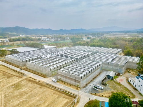 不誤農(nóng)時(shí)不誤春 廣東 工廠化 種苗繁育備戰(zhàn)春耕