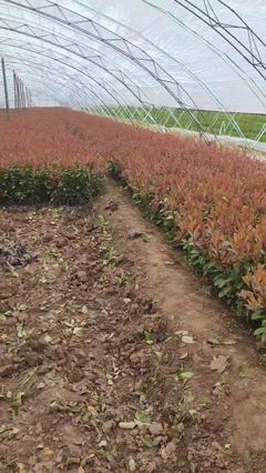 陜西咸陽楊陵區黃楊苗、黃刺梅種苗、金森女貞杯苗、石楠苗、海桐苗張澤民種植基地_地址_產地貨源