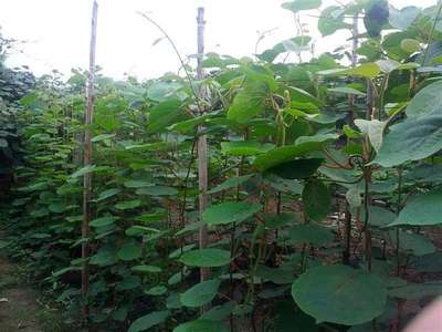 供應楊凌農科城獼猴桃種苗