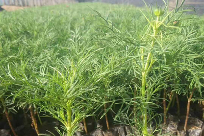 陜西波斯菊種苗種植產(chǎn)品大圖