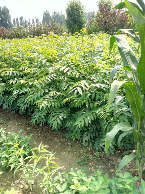 【山東供應(yīng)當(dāng)年可食用紅油香椿地栽樹(shù)苗味道香可儲(chǔ)藏包成活】- 