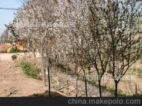 紅葉樹(shù)苗供應(yīng)商,價(jià)格,紅葉樹(shù)苗批發(fā)市場(chǎng) 