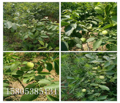 核桃苗什么價(jià)位 新聞 陜西榆林當(dāng)年核桃樹(shù)苗哪里便宜