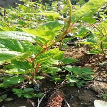【青藤農(nóng)業(yè) 獼猴桃種苗果大味甜 陜西獼猴桃苗 常年供應(yīng)圖片】青藤農(nóng)業(yè) 獼猴桃種苗果大味甜 陜西獼猴桃苗 常年供應(yīng)