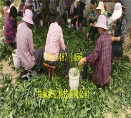 新聞 陜西漢中賣的油蟠桃樹(shù)苗單價(jià)多少錢(qián)一棵