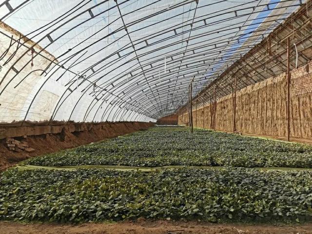 陜西種苗集團(tuán)成為全國(guó)最大國(guó)有種苗基地