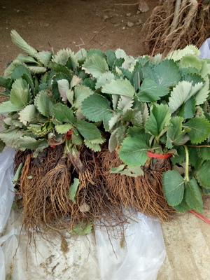 陜西豐香草莓苗放心苗