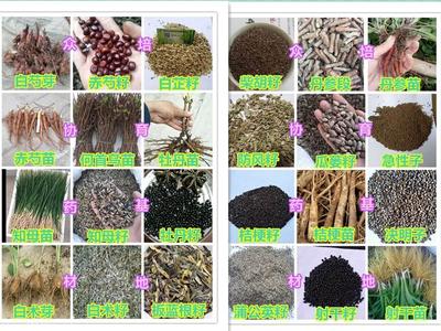 【油用牡丹苗兩年苗價(jià)格】?jī)r(jià)格,廠家,藥材種子種苗