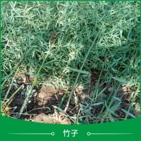 盆栽果樹苗產(chǎn)品圖片|圖片大全|圖片庫(kù)