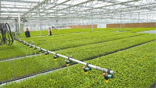 興平 工廠化育苗智能溫室年供優(yōu)質(zhì)種苗600萬(wàn)株