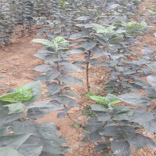 【紅嘎啦蘋(píng)果樹(shù)苗基地才賣(mài)多少錢(qián)、紅嘎啦蘋(píng)果樹(shù)苗2018年新報(bào)價(jià)】- 