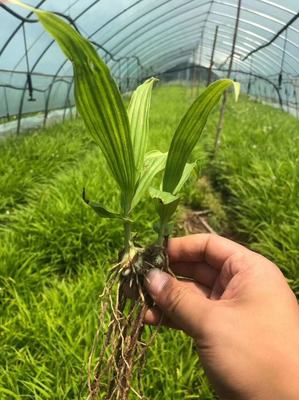 [三叉白芨種苗批發(fā)]陜西商洛商州區(qū)白芨種苗 9.80元/件樣品通 _ 一畝田