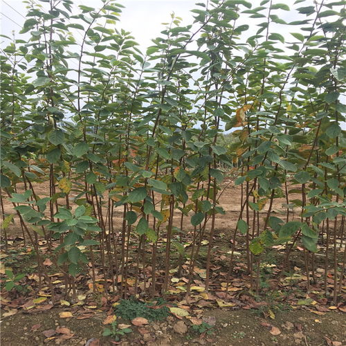 【雞心柿子樹苗、雞心柿子樹苗價格及基地】- 