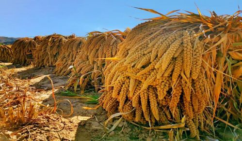 陜西發布21條秋季鄉村休閑旅游行精品線路