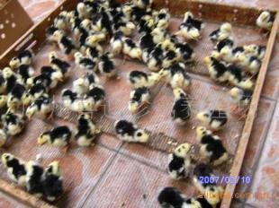 陜西貴妃雞種苗價格、西安市貴妃雞苗批發(fā)、銅川市貴妃雞苗報價_農(nóng)副產(chǎn)品_世界工廠網(wǎng)中國產(chǎn)品信息庫