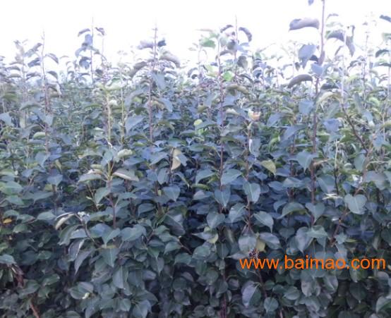 櫻桃樹苗批發(fā)&ndash;櫻桃樹苗廠家&ndash;櫻桃樹苗供應(yīng)商