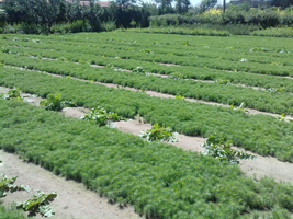 陜西種子種苗供應(yīng)信息