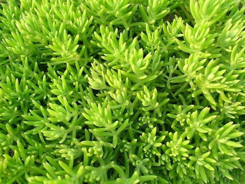 陜西金葉佛甲草供應(yīng)