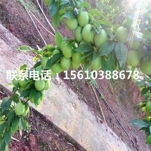 【嫁接李子苗、嫁接李子苗批發價格】- 