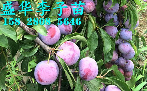 【秦地陜西脆紅李苗基地直銷,漢中安康商洛、寶雞西安渭南脆紅李樹苗價格廠家報價?！?