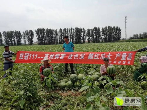 2020西瓜種子價格行情走勢 中國西瓜種子網