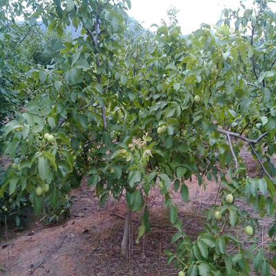 當(dāng)年掛果遼核1號核桃樹種苗價(jià)格2元