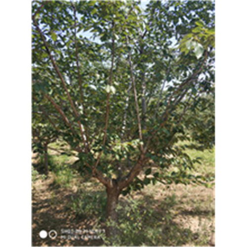 【陜西專業(yè)承接櫻花樹種苗價(jià)格】- 