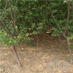 【杏樹苗果實(shí)著色陜西凱特杏苗】-