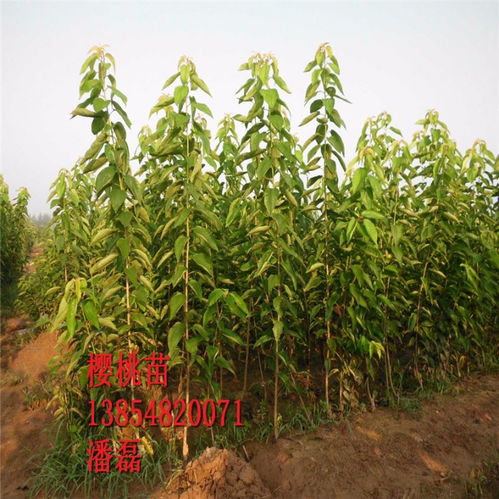 【黑珍珠櫻桃苗、黑珍珠櫻桃樹苗新品種、黑珍珠櫻桃樹樹苗價(jià)格多少】- 