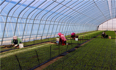 陜西定邊:&ldquo;苗好七分收&rdquo; 育苗正當(dāng)時