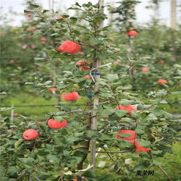 新品種蘋果樹苗 新品種蘋果樹苗基地