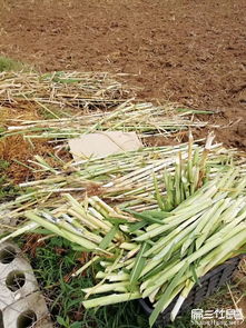 惠州竹鼠種苗價格美商品黑豚竹鼠活體批發