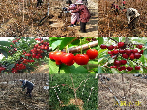 內(nèi)蒙古興安盟新品種李子樹(shù)苗基地送貨價(jià)格