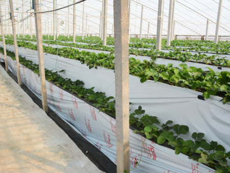 陜西渭南種苗立體栽培繁育溫室尖拱玻璃類(lèi)型