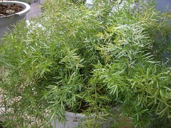 農(nóng)之福天門(mén)冬種植,陜西天冬種苗基地批發(fā)