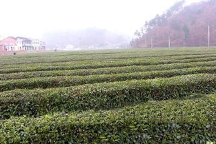 四川萬(wàn)源有什么特產(chǎn)是外面沒(méi)有的