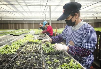 陜西省寶雞市鳳縣娃娃菜訂單助農(nóng)增收