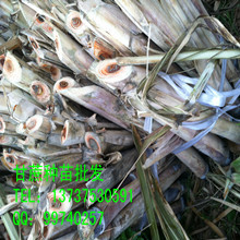 批發(fā)陜西省黑皮甘蔗種苗,廣西博白甘蔗種苗批發(fā)價(jià)格,甘蔗種苗種植技術(shù)