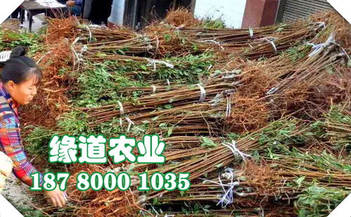 【重慶李子苗價(jià)格,那里有李子樹苗,重慶李子果樹苗批發(fā)基地】- 