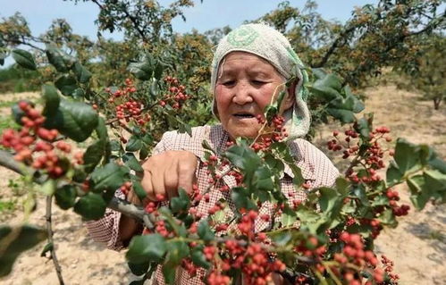 全國哪的花椒最正宗 經(jīng)過對比,這5個(gè)地方名氣最大,有你家鄉(xiāng)嗎